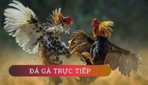 Cách Chơi Đá Gà GA28 Tại RikVip Hiệu Quả Cho Người Mới Bắt Đầu