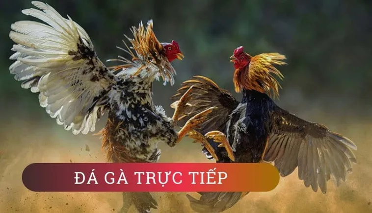 Cách Chơi Đá Gà GA28 Tại RikVip Hiệu Quả Cho Người Mới Bắt Đầu